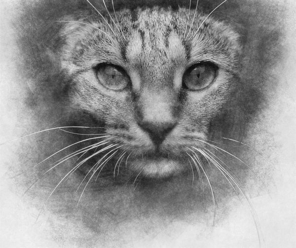 Sketch Photoshop Action (With 3D Pop Out Effect)